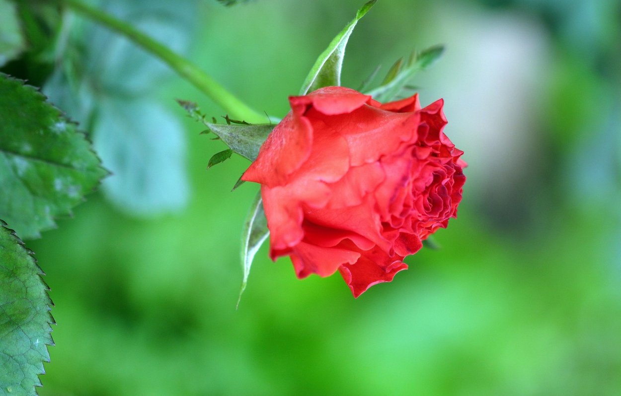 Арина Шиповница