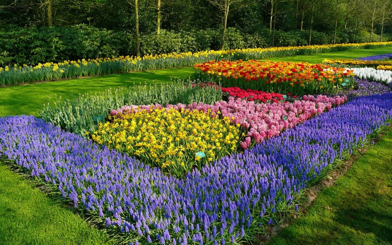 Миксбордеры Кекенхоф