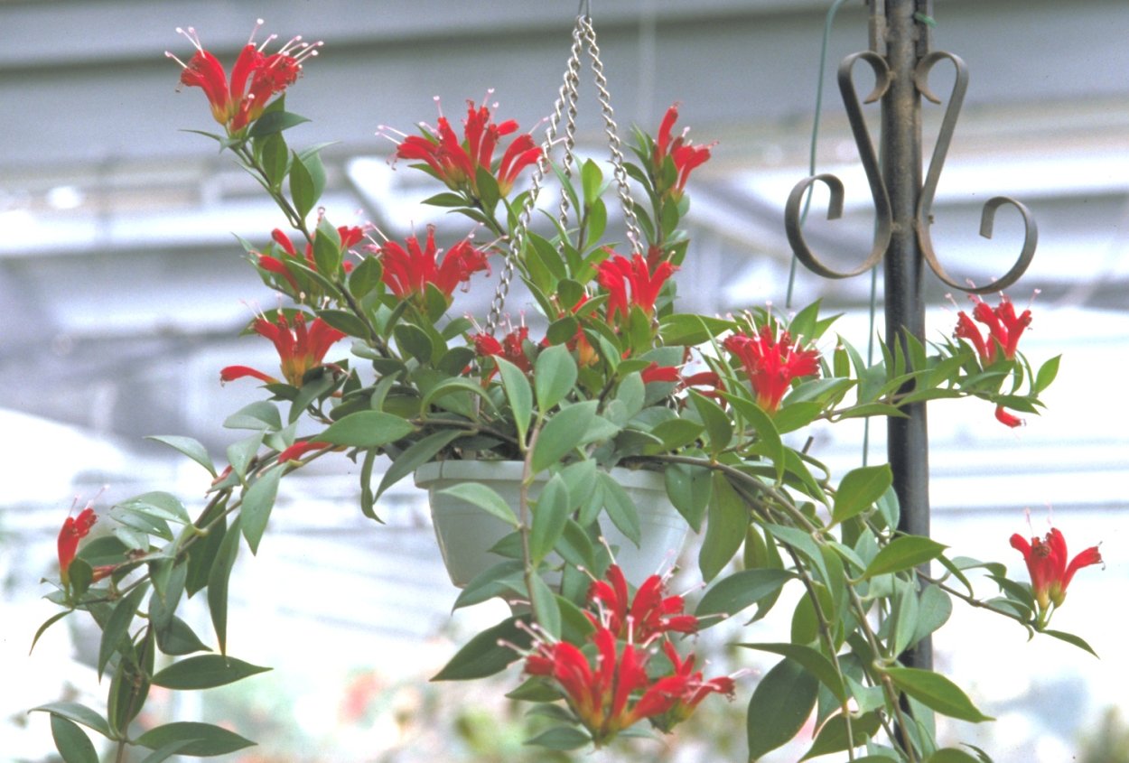 Эсхинантус speciosus