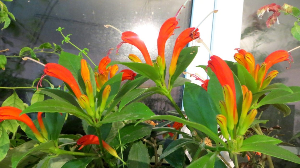 Эсхинантус Жар птица