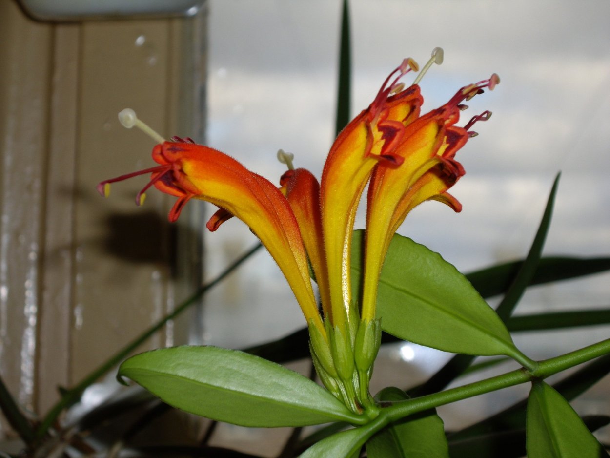 Эсхинантус Жар птица