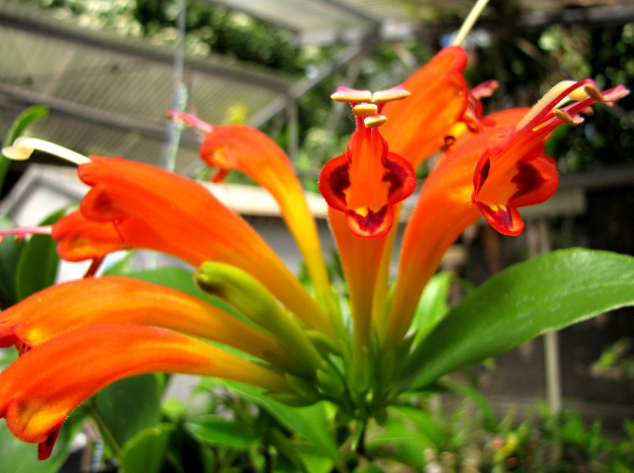 Эсхинантус Гильдебранда