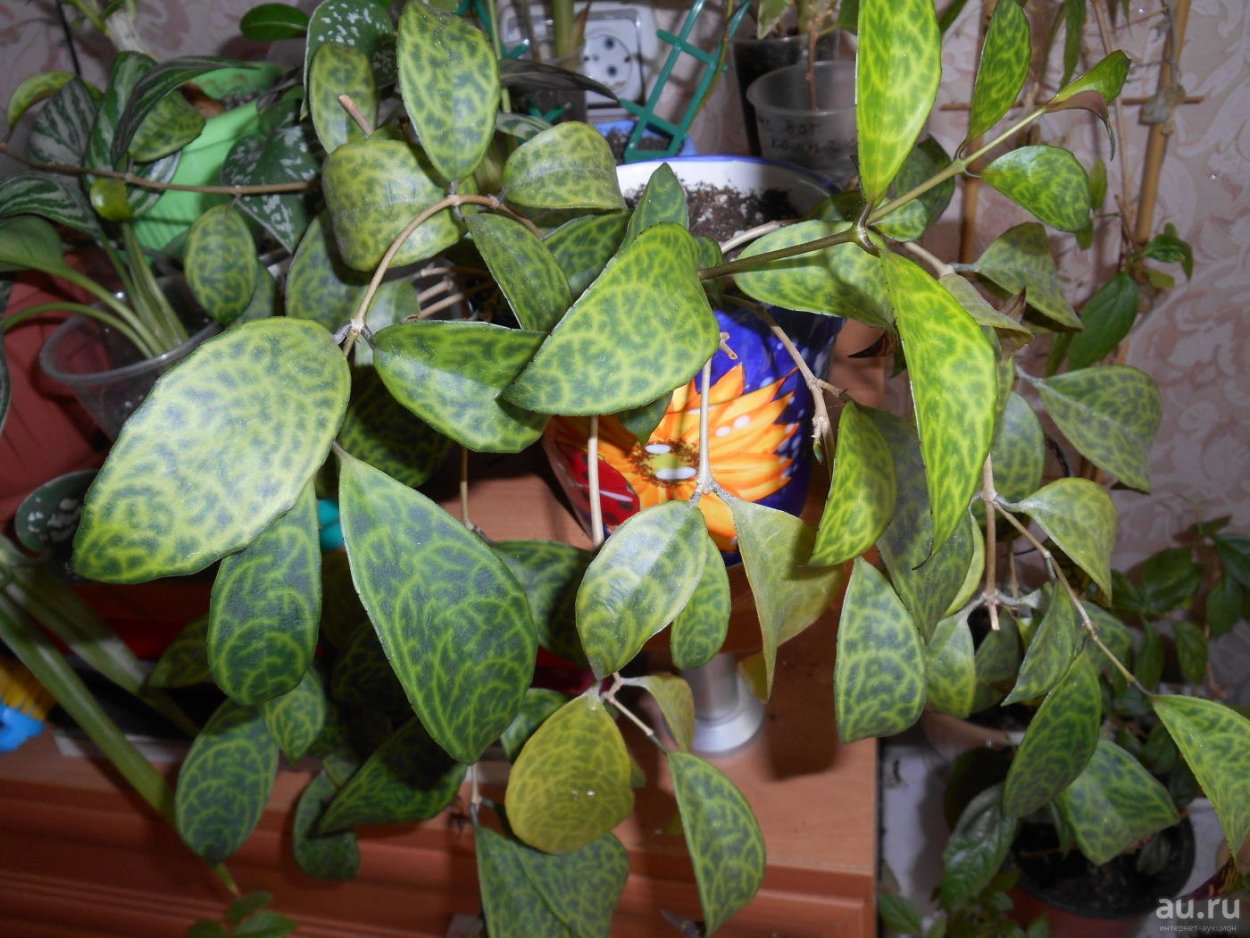 Эсхинантус колумнея