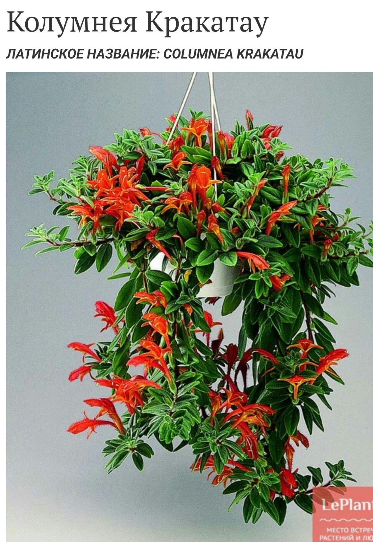 Эсхинантус твистер цветение