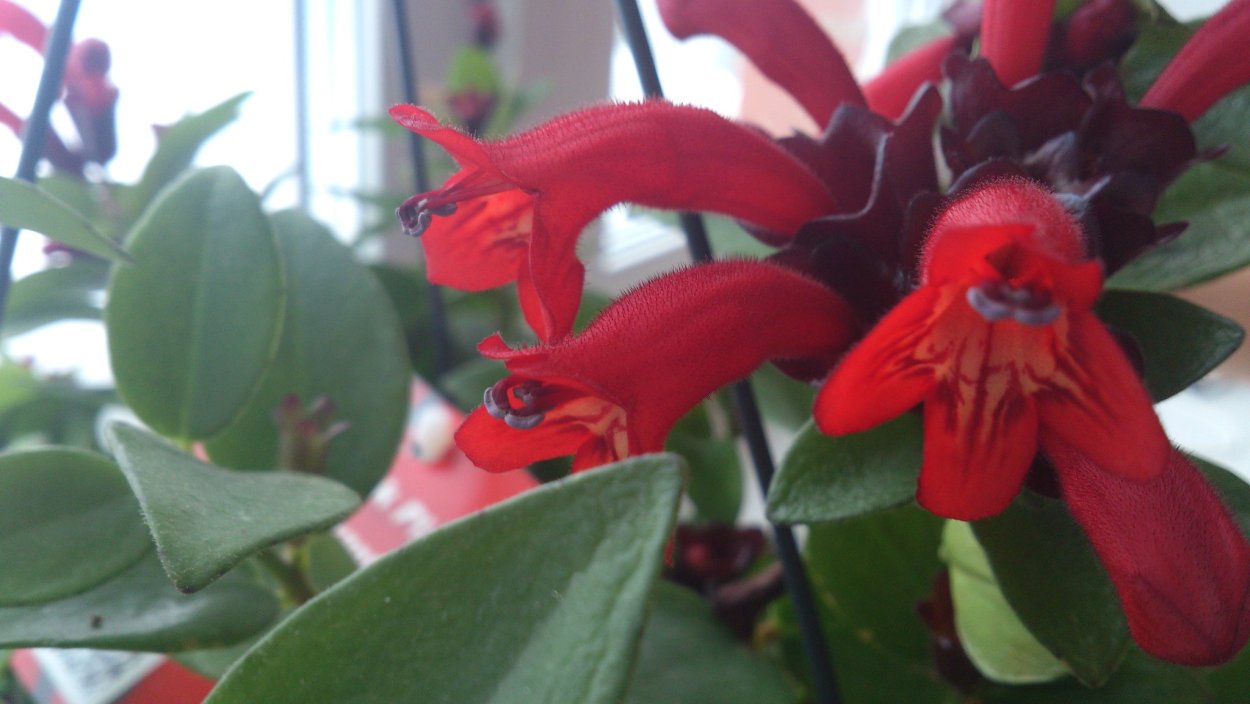 Эсхинантус Лобба цветок