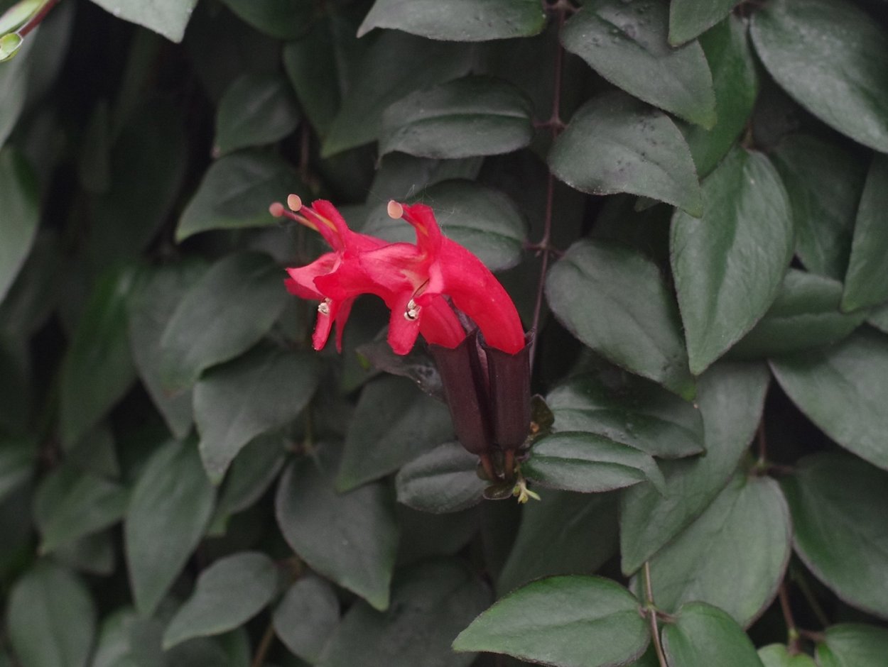 Эсхинантус rupestris