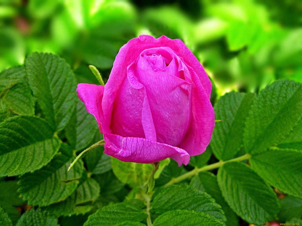 Роза Индиголетта