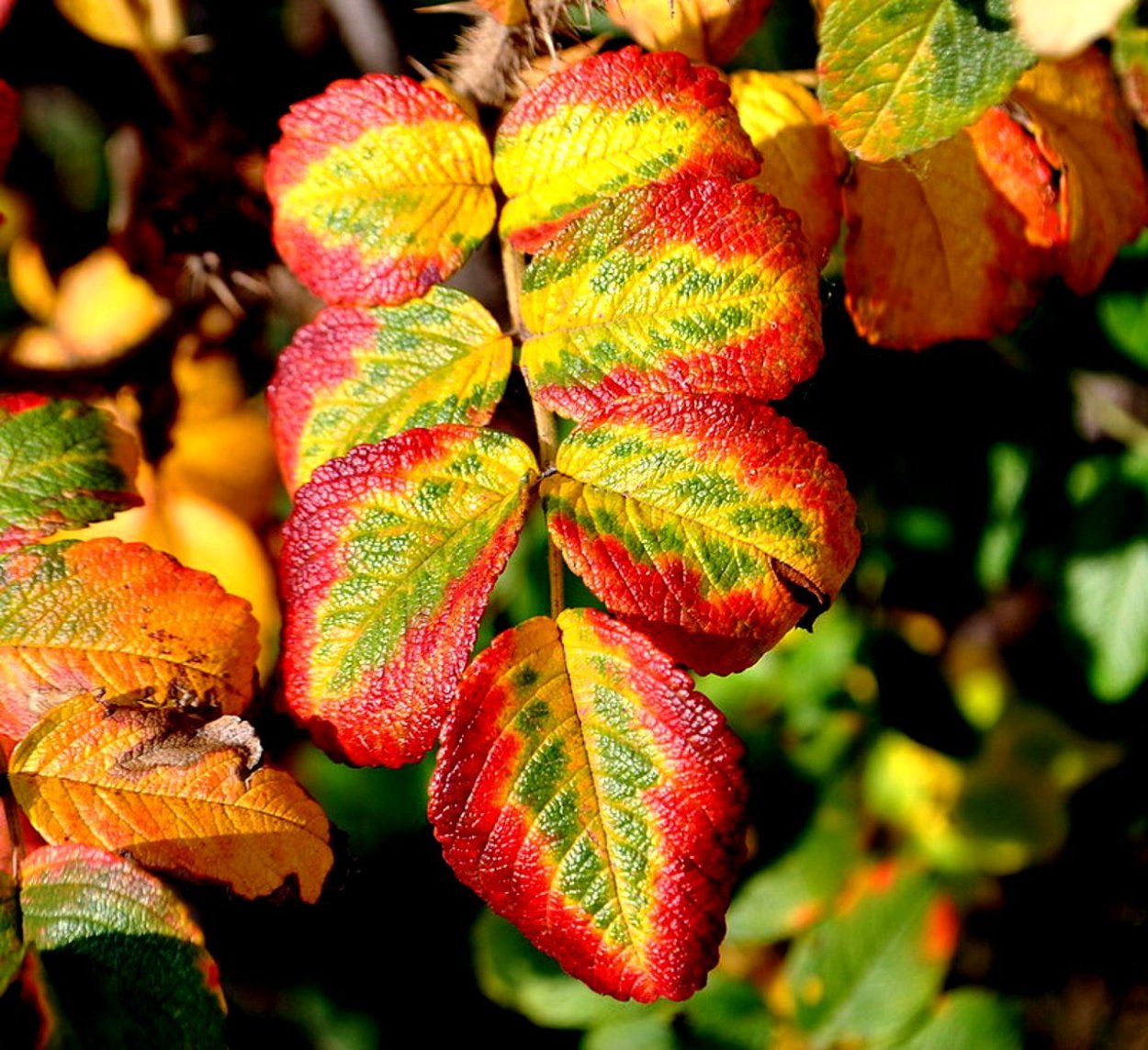 Листья шиповника осенью