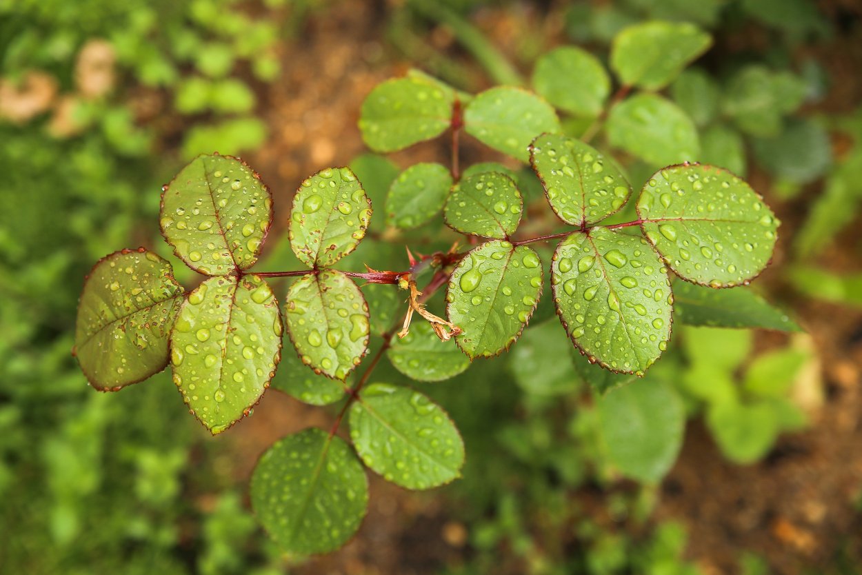 Шиповник вечнозелёный
