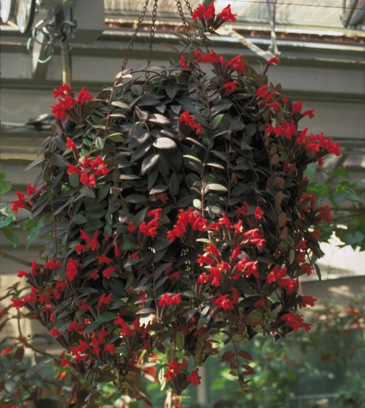 Эсхинантус japhrolepis