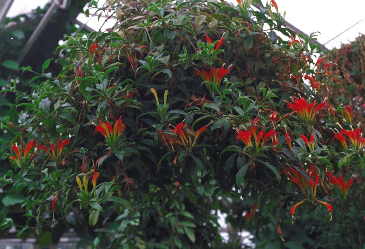 Эсхинантус прекрасный