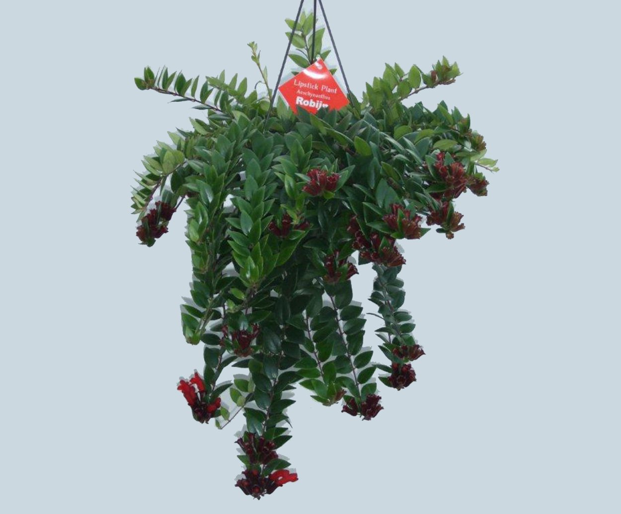 Эсхинантус Жар птица