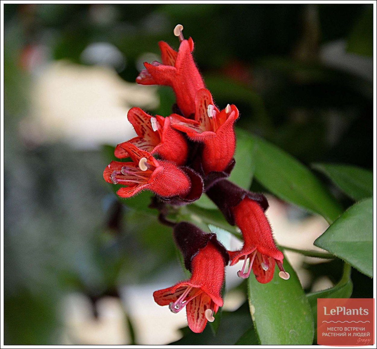 Цветок петушок комнатный