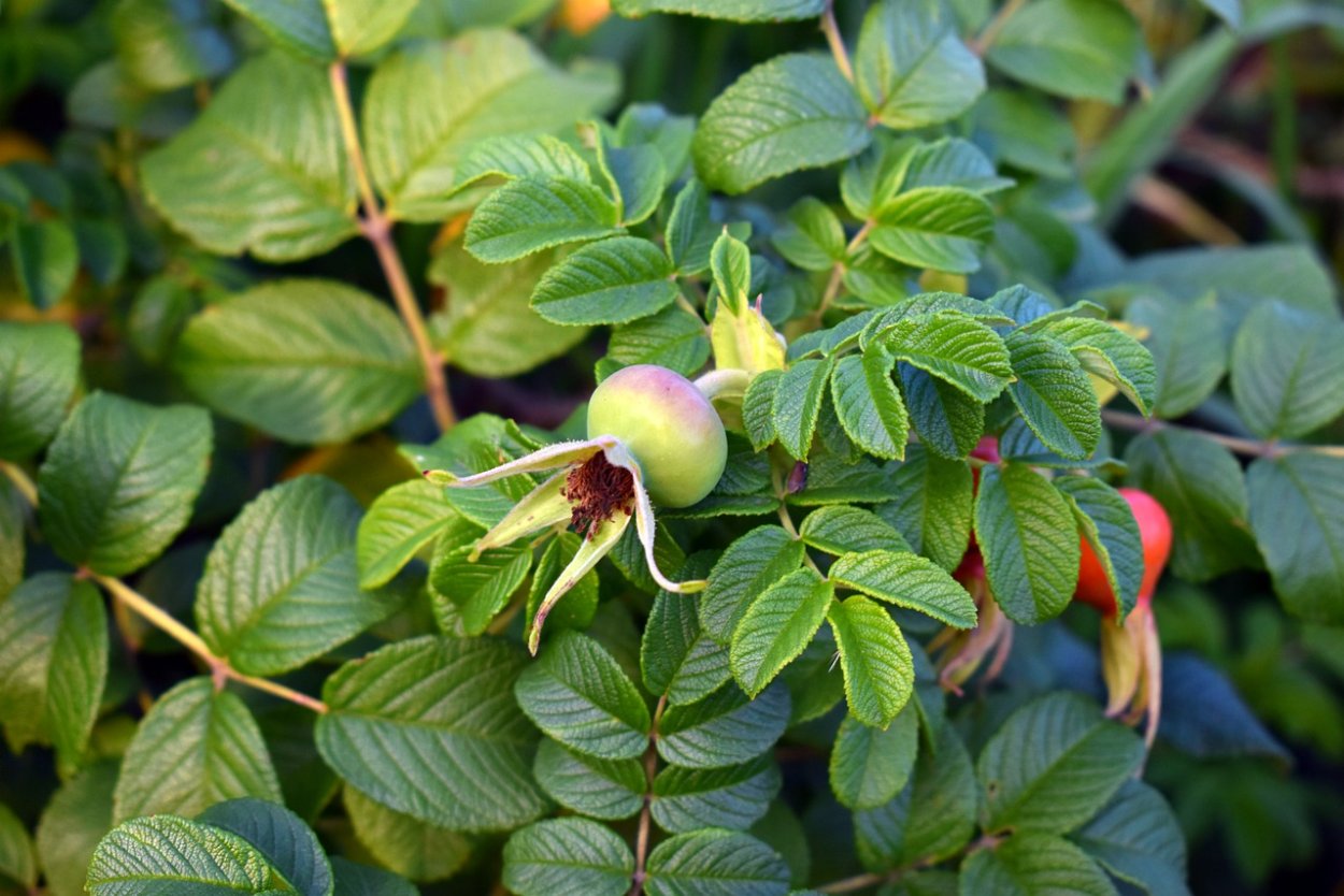 Шиповник коричный лист