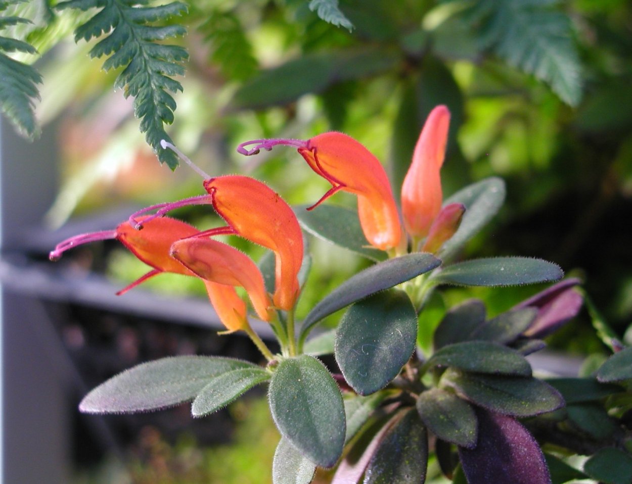 Эсхинантус скальный