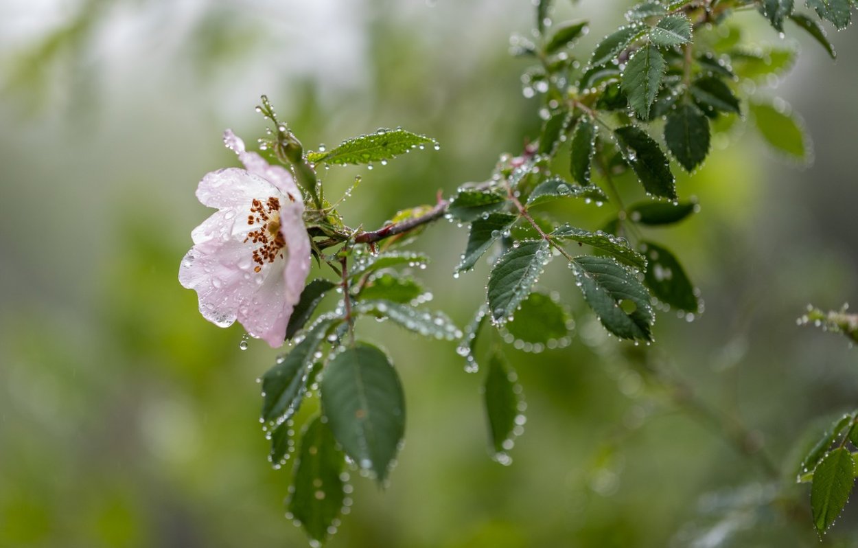 Ветка шиповника с цветами