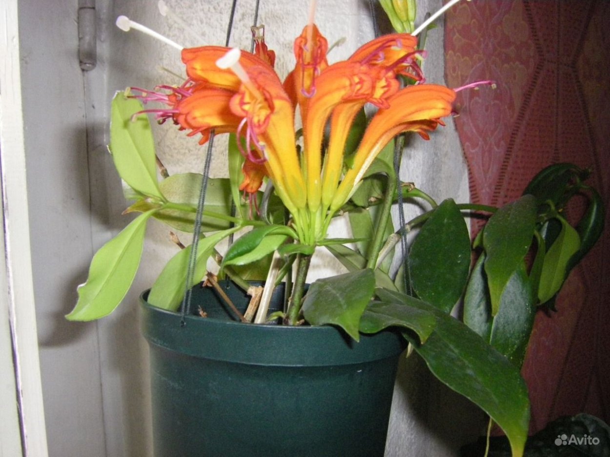 Нематантус эсхинантус