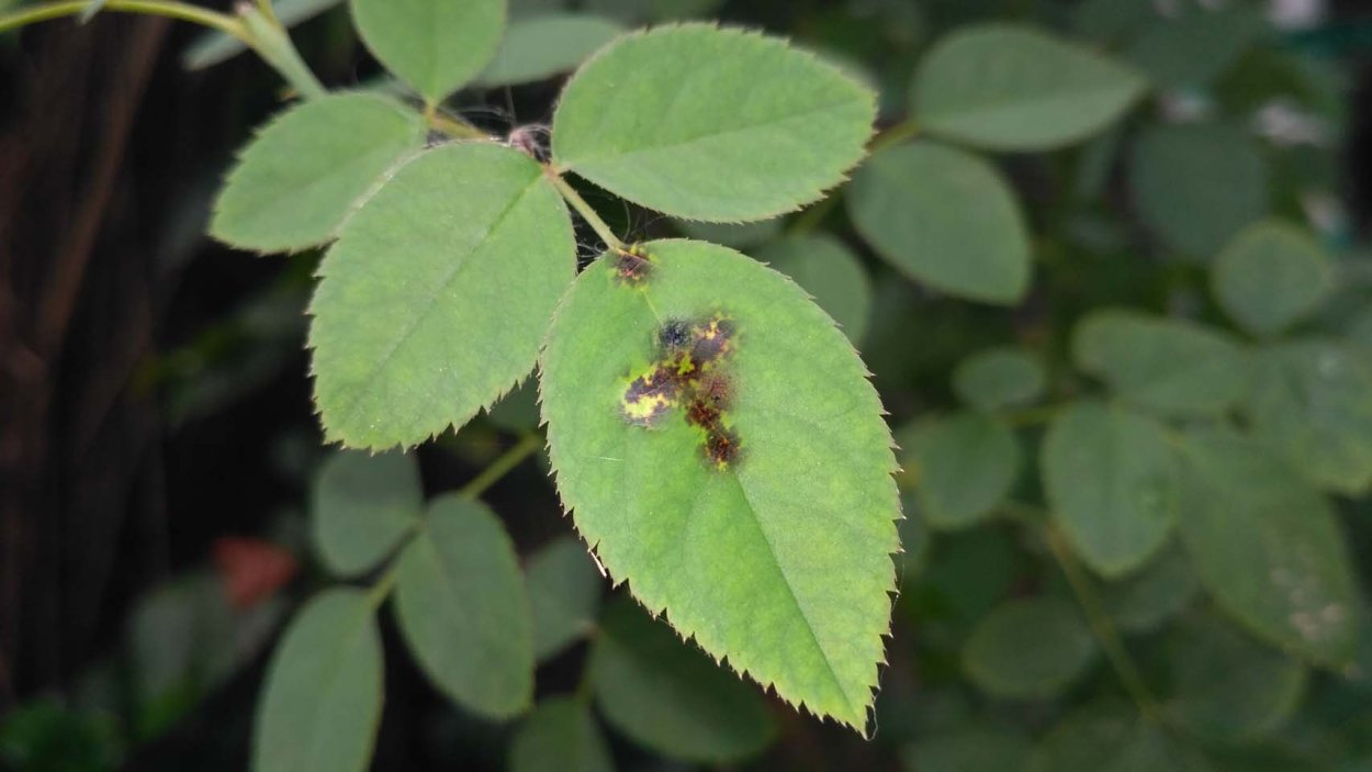 Шиповник белый Дикая роза