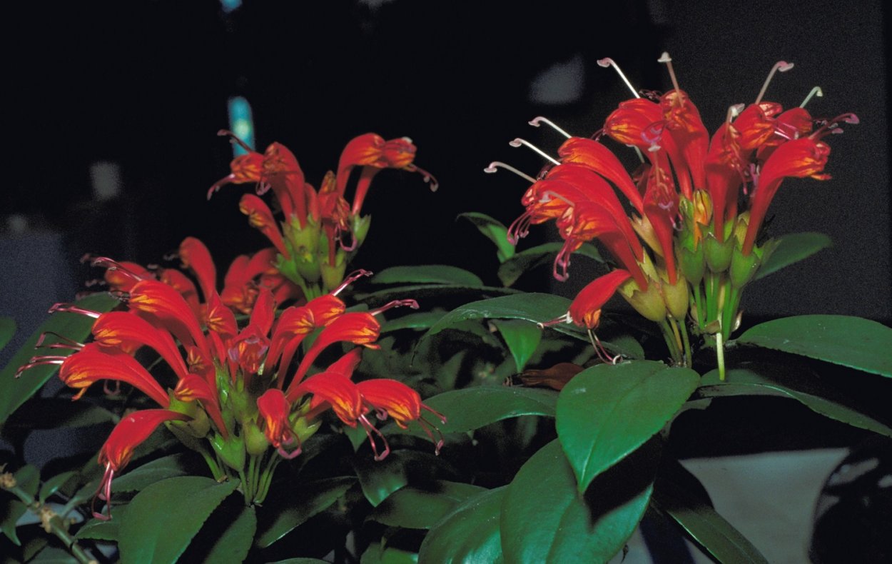 Эсхинантус мраморный