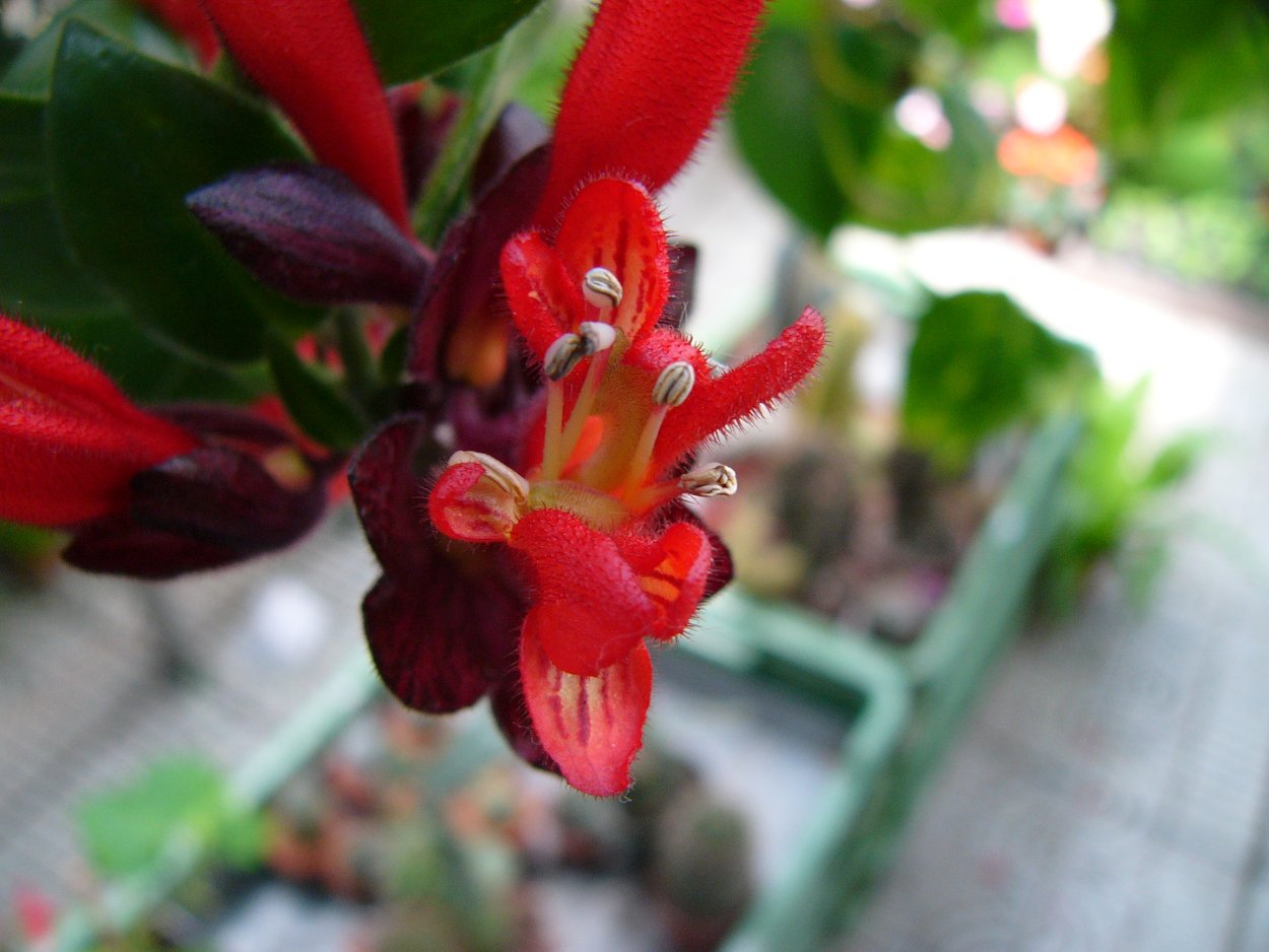 Эсхинантус Мона Лиза