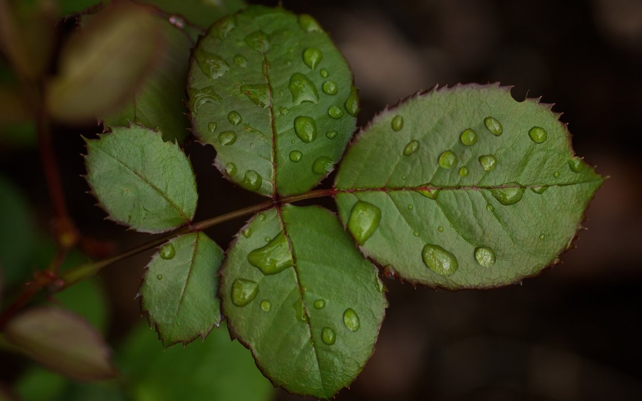 Листья шиповника непарноперистые