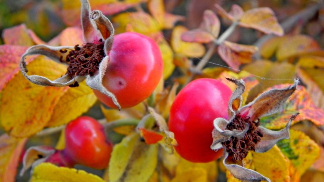 Шиповник Якутский