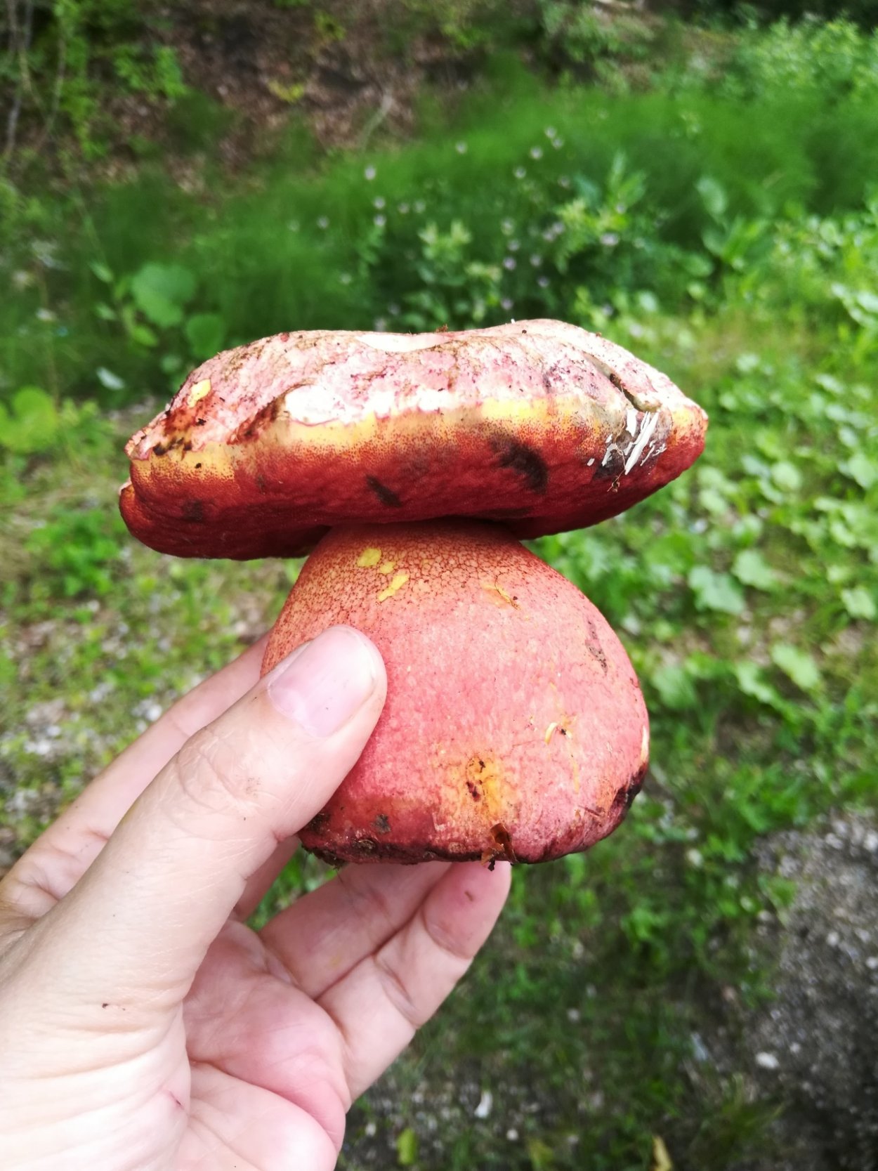 Боровик Болетовые