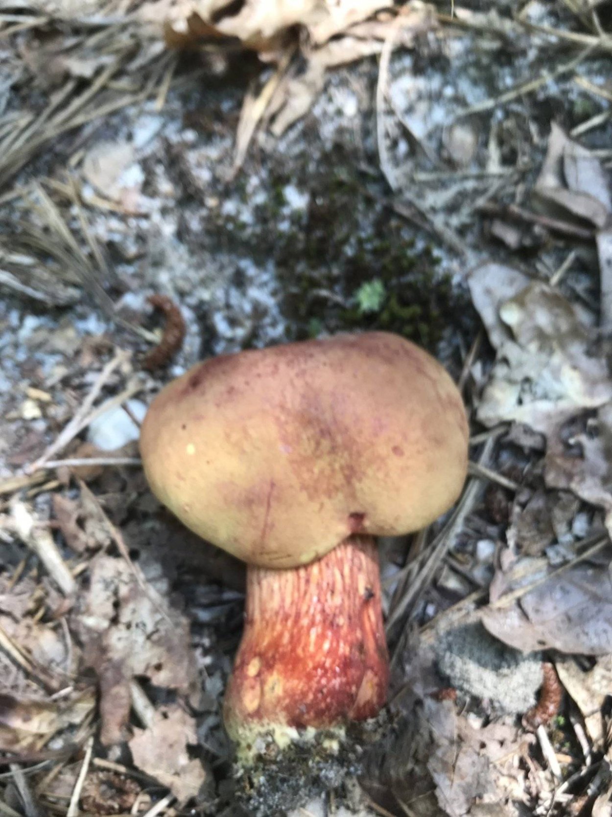 Боровик розовокожий гриб