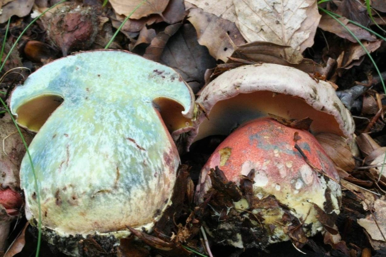 Поддубовик гриб ложный