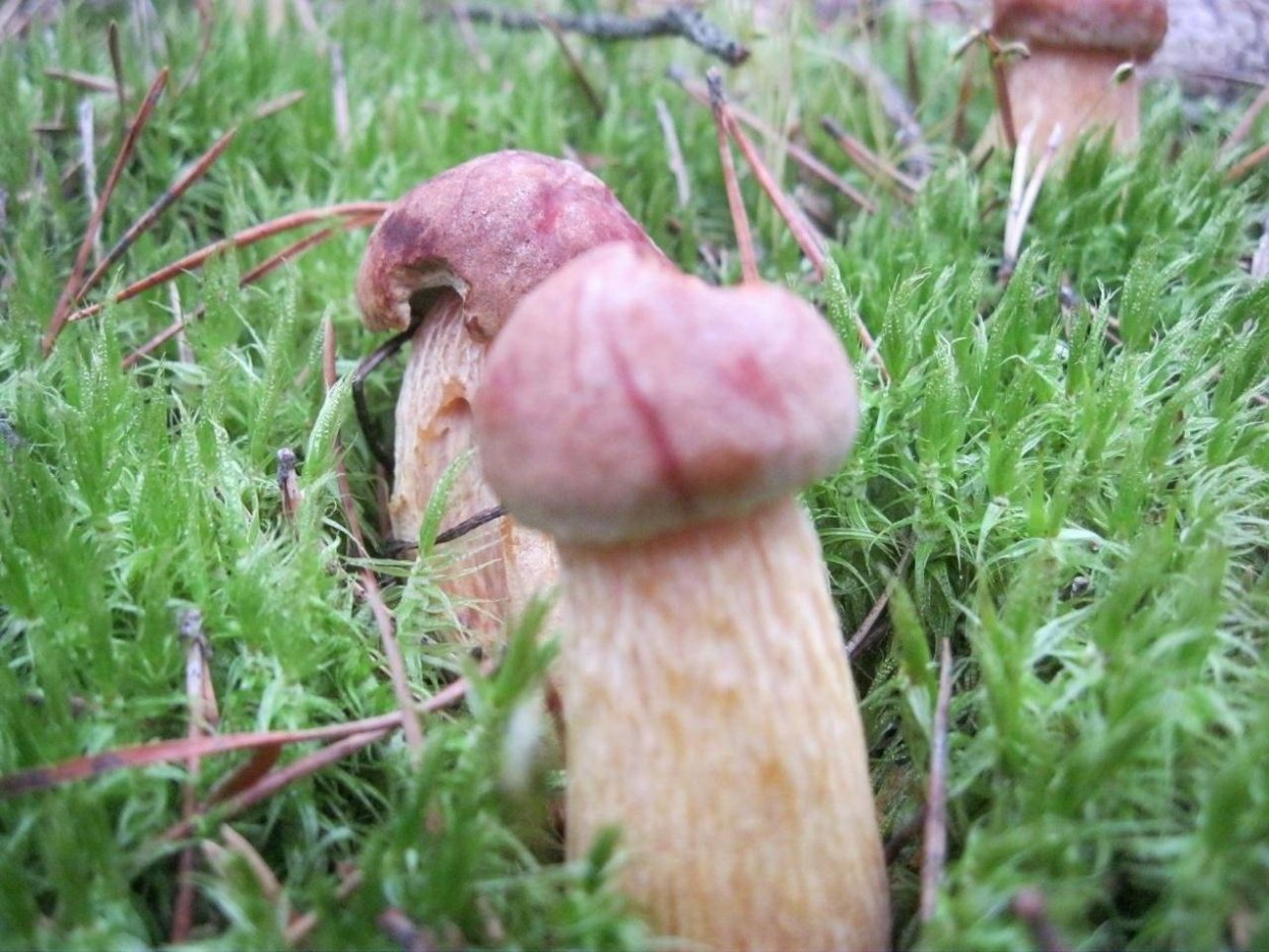 Гриб белый гриб ХМАО