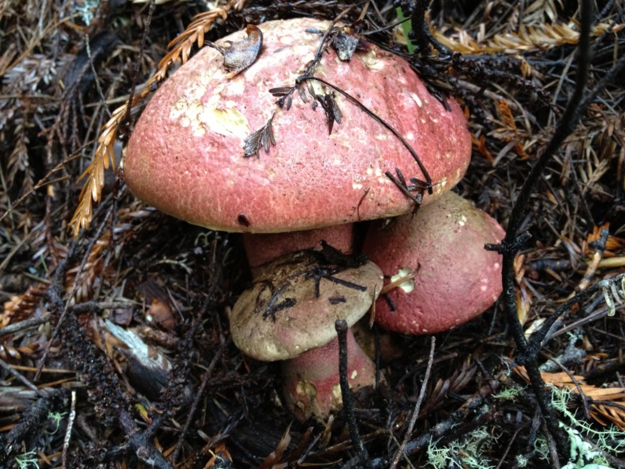 Гриб пурпурный Болетус