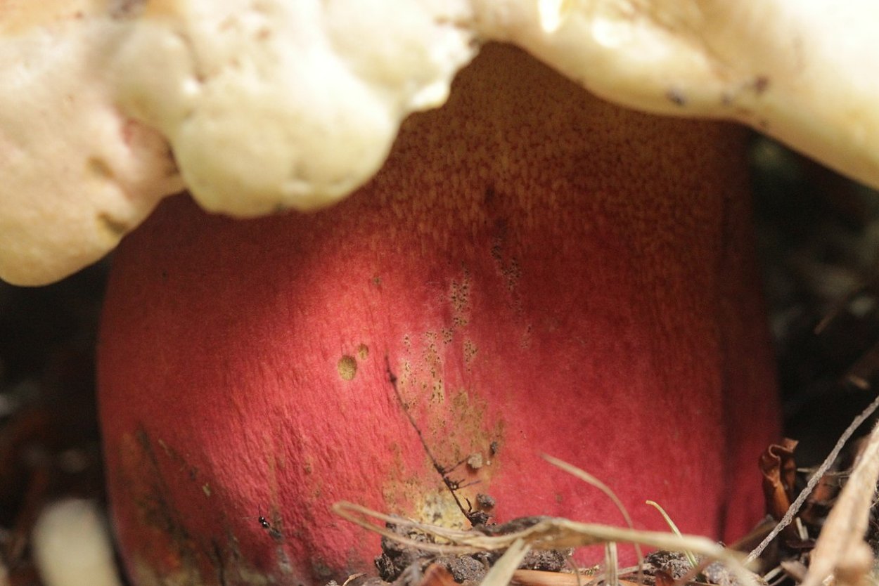 Боровик розовокожий гриб