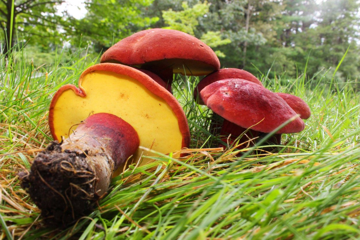 Боровик пурпурный Boletus purpureus