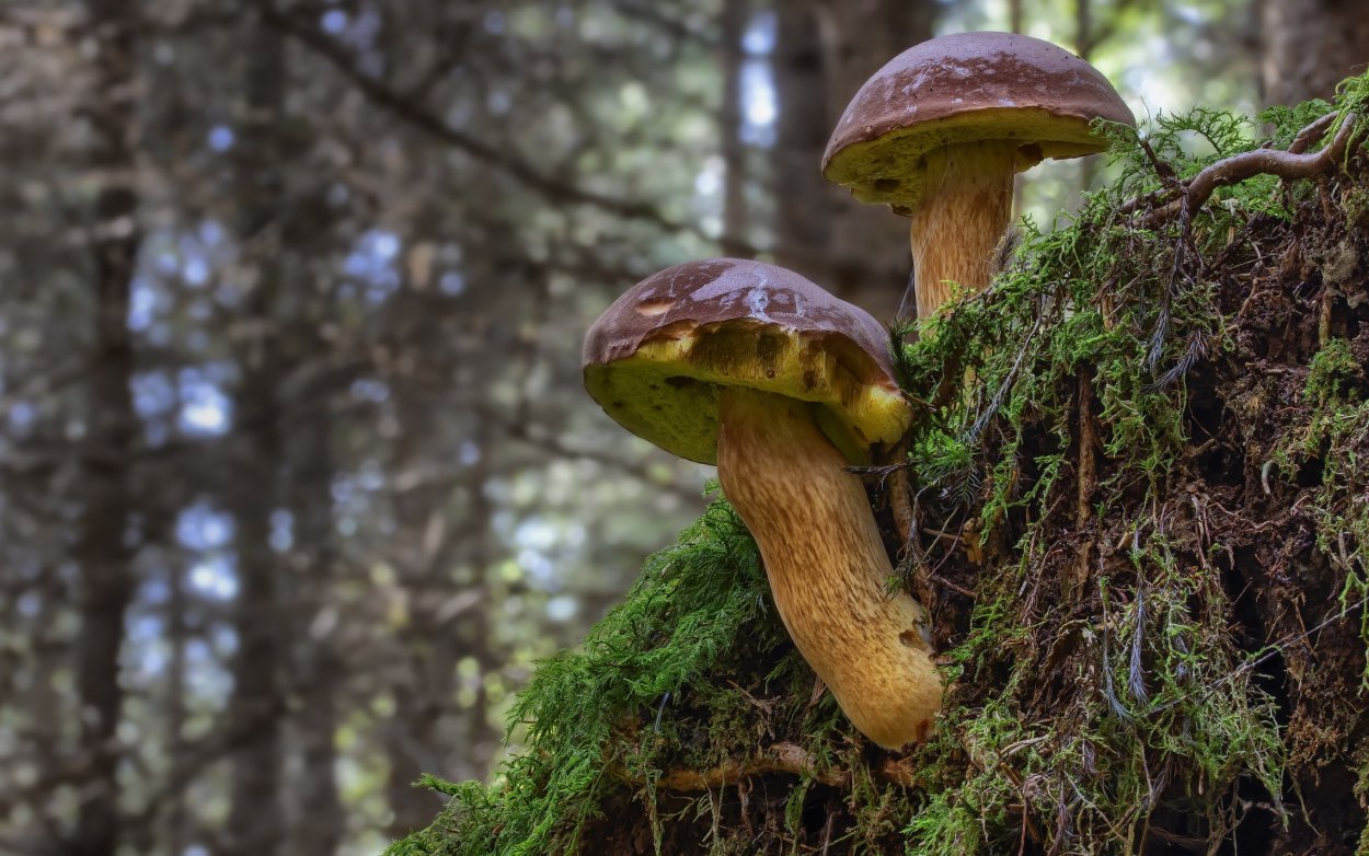 Гриб Боровик красный