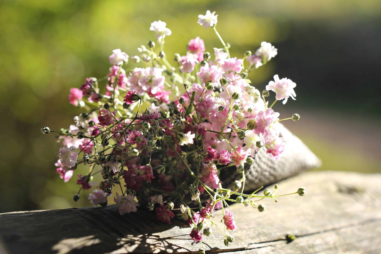 Гипсофила Эстетика
