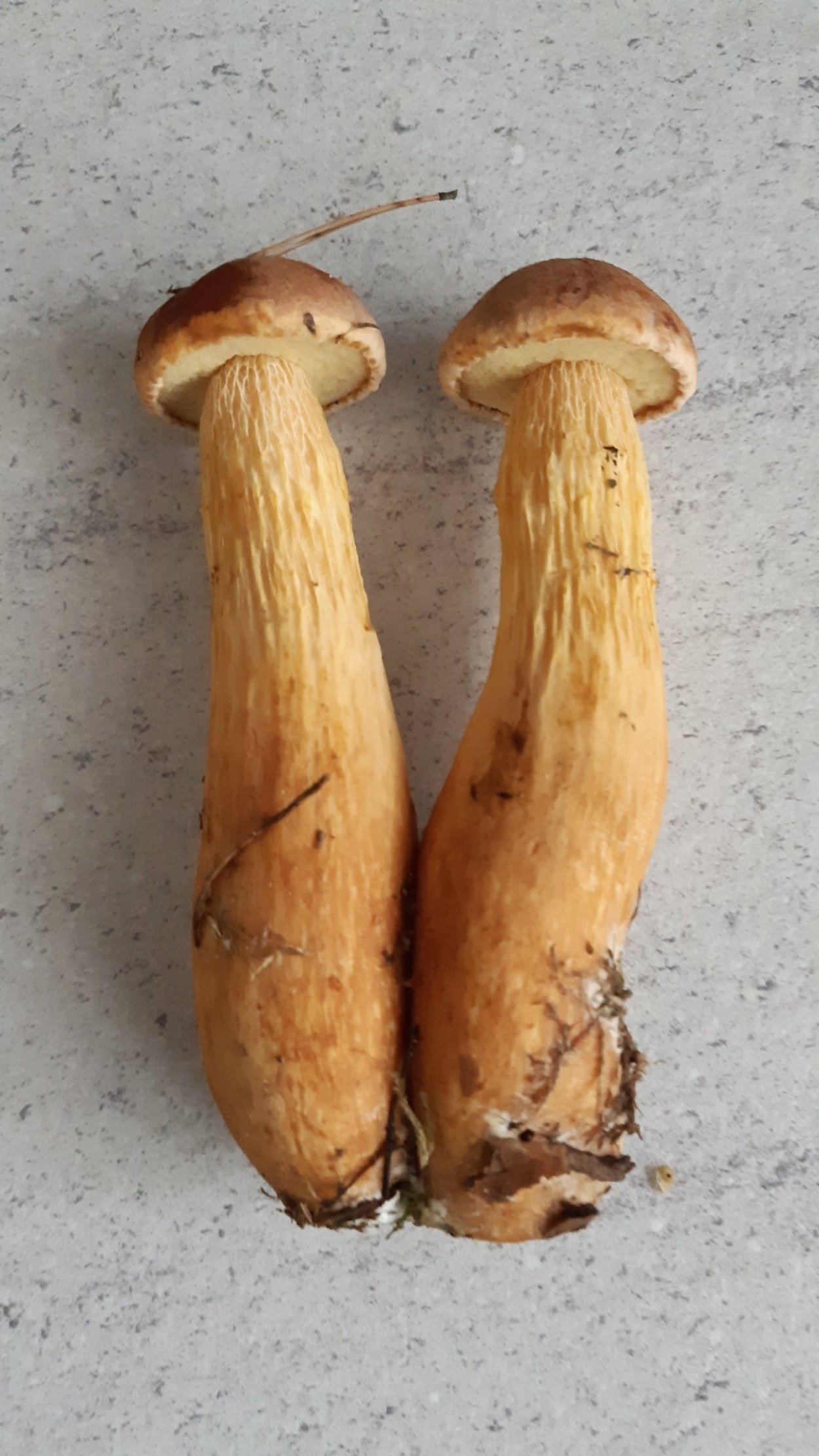 Канадский Боровик гриб