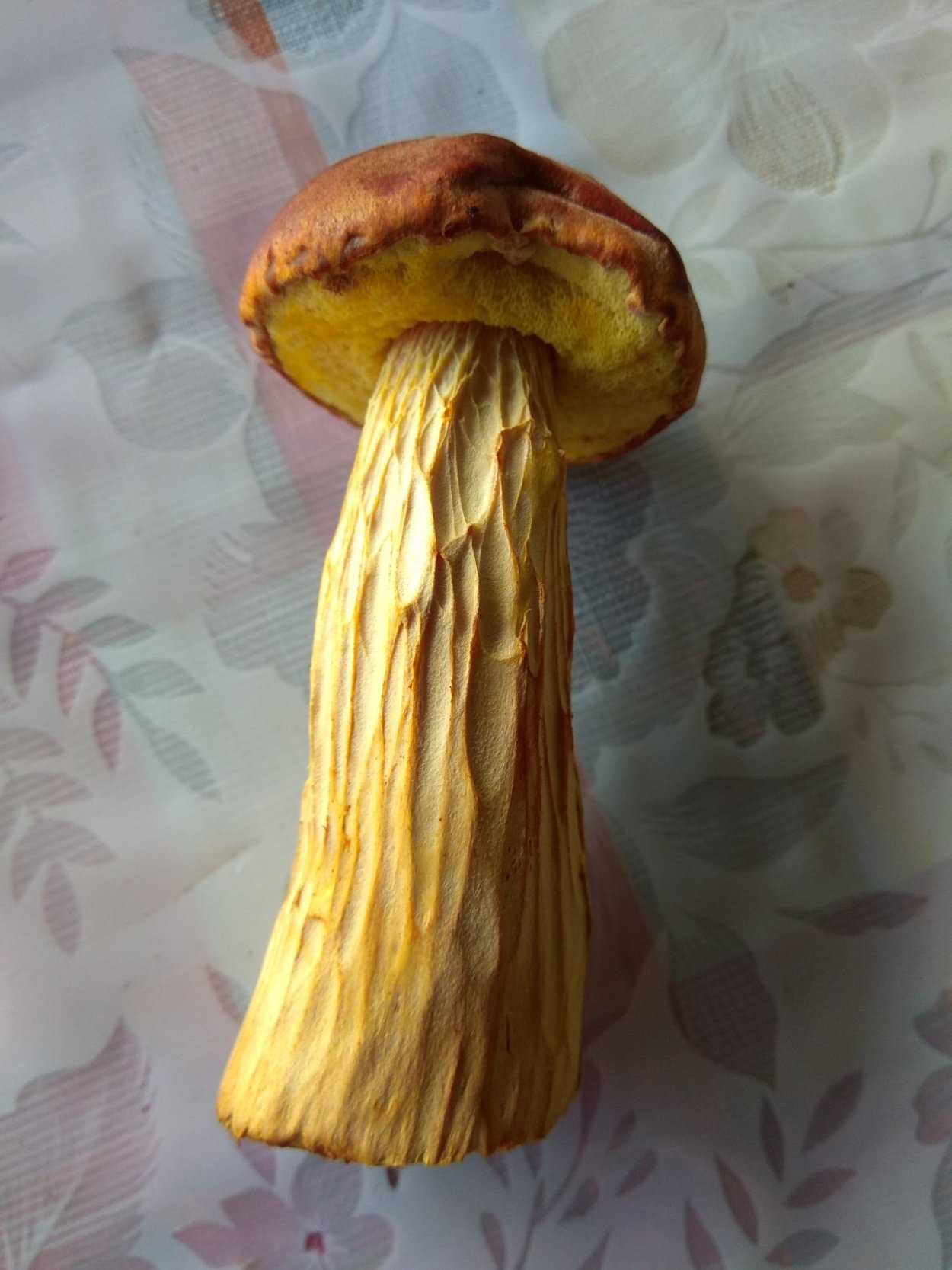 Канадский золотистый Боровик