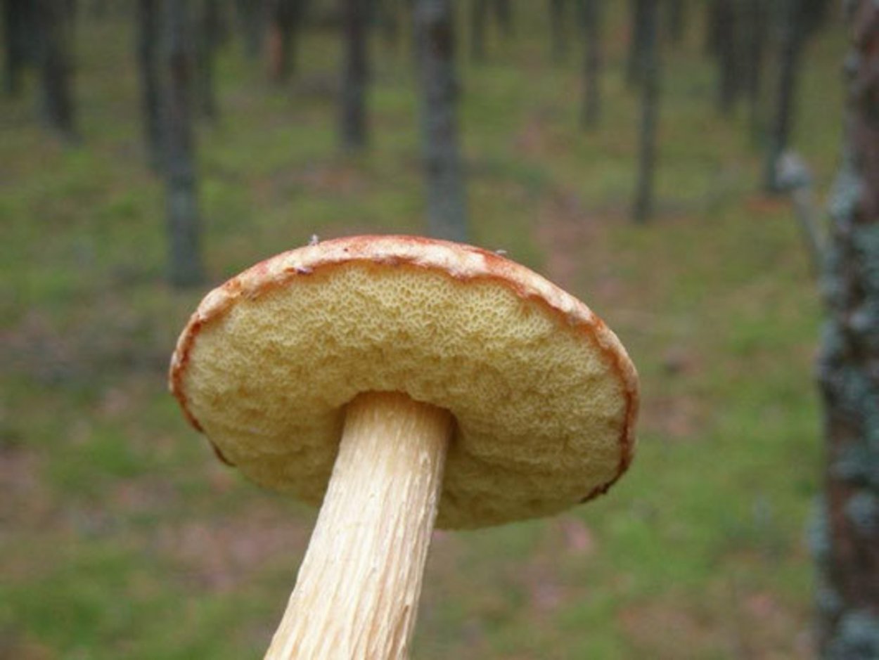 Золотистый Боровик, или Boletus projectellus