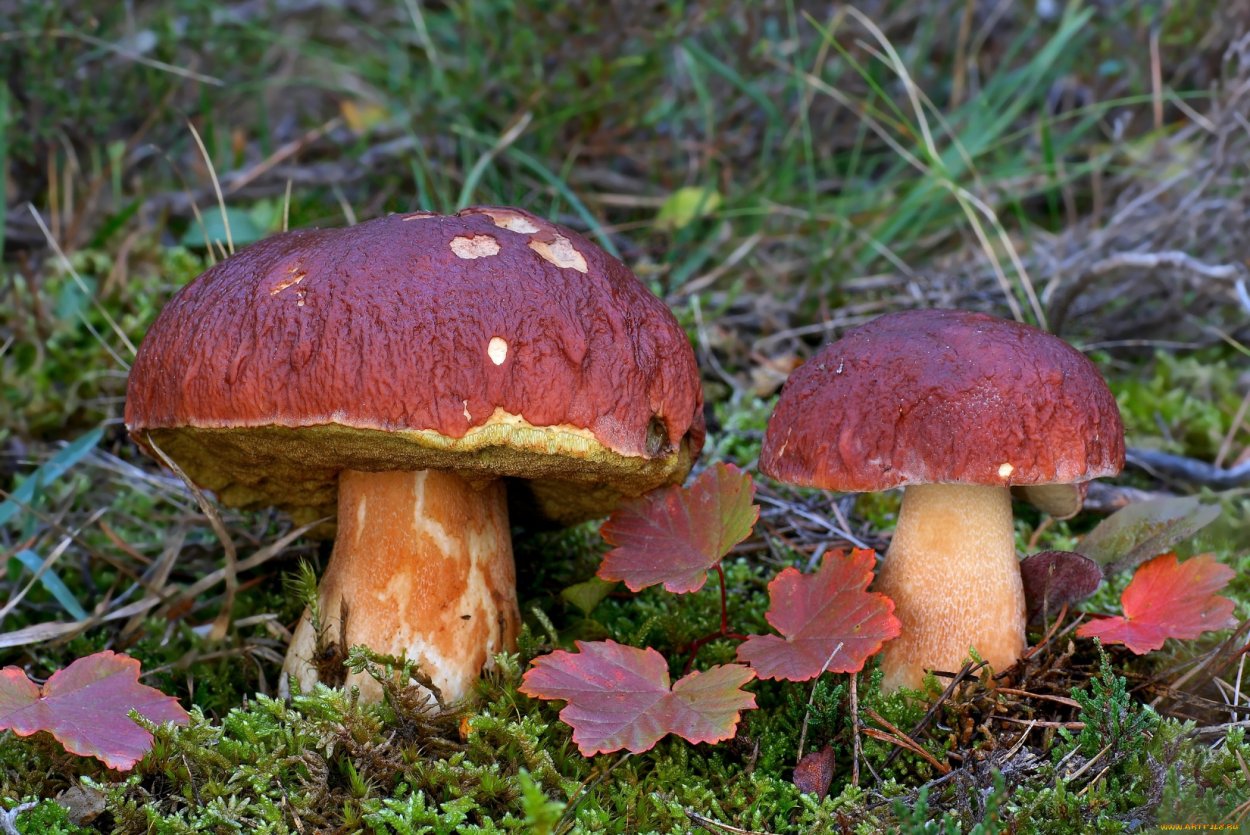 Канадский золотистый Боровик