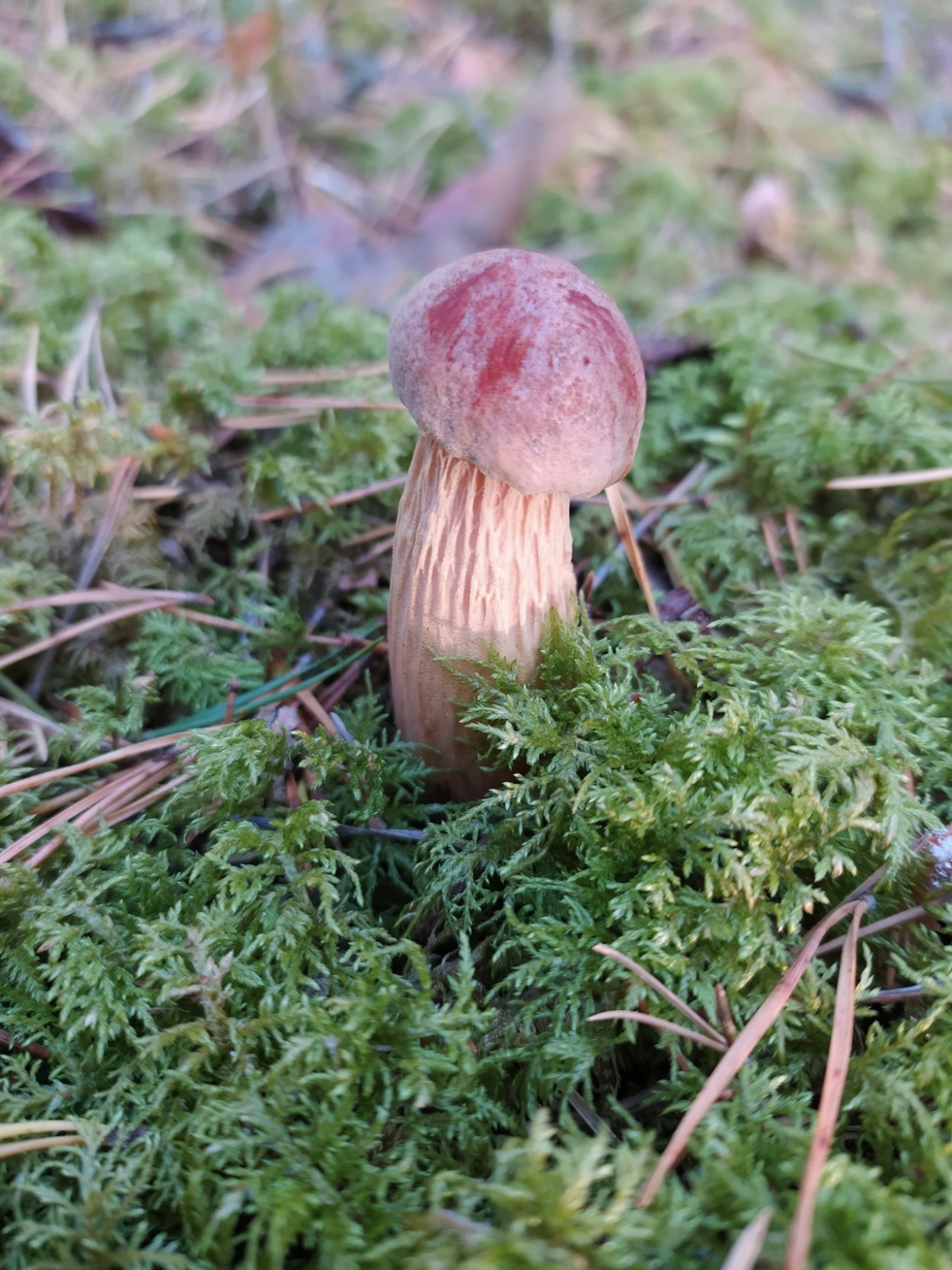 Гриб золотистый Боровик