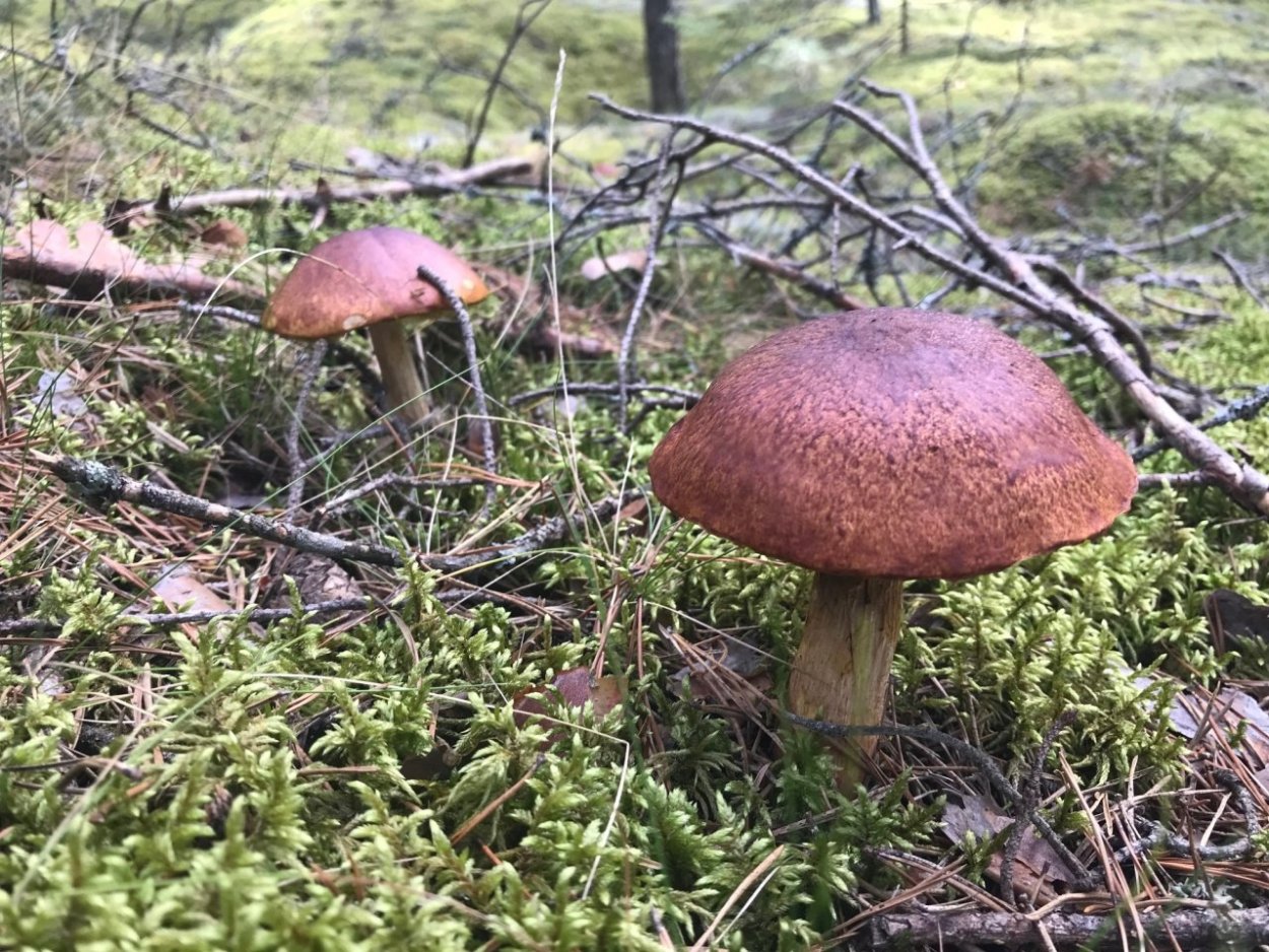 Золотой Боровик