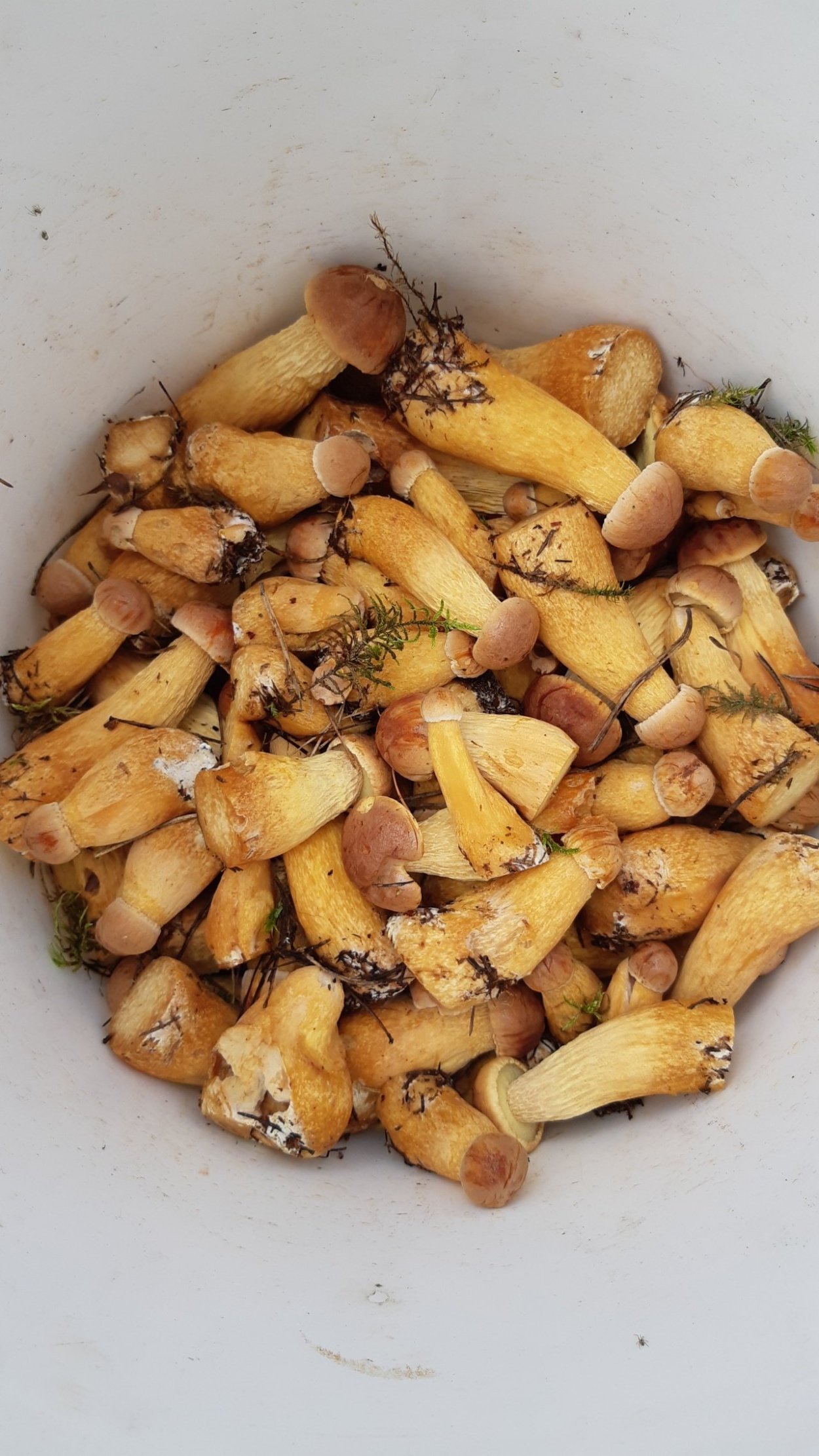 Редкие грибы Ленобласти