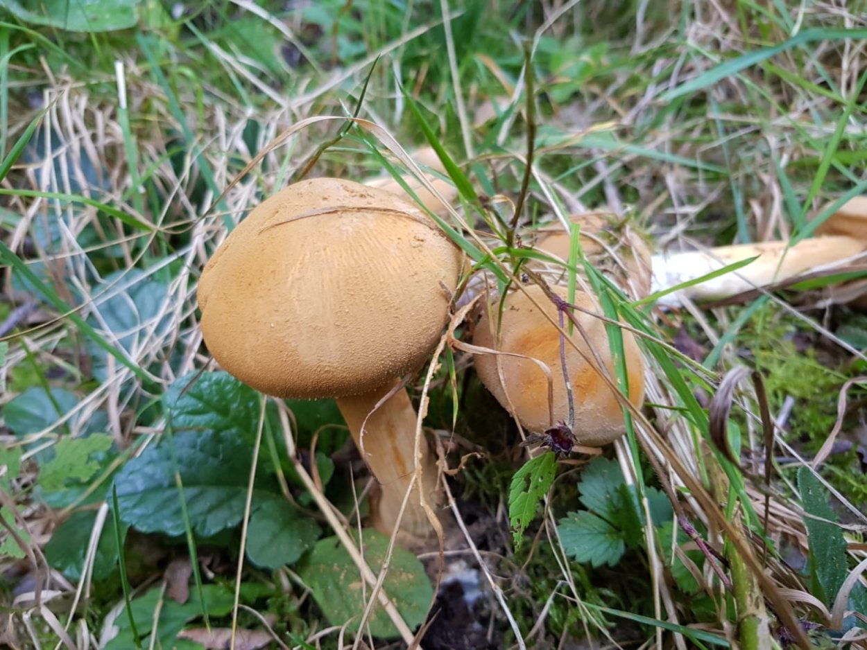 Боровик розовокожий