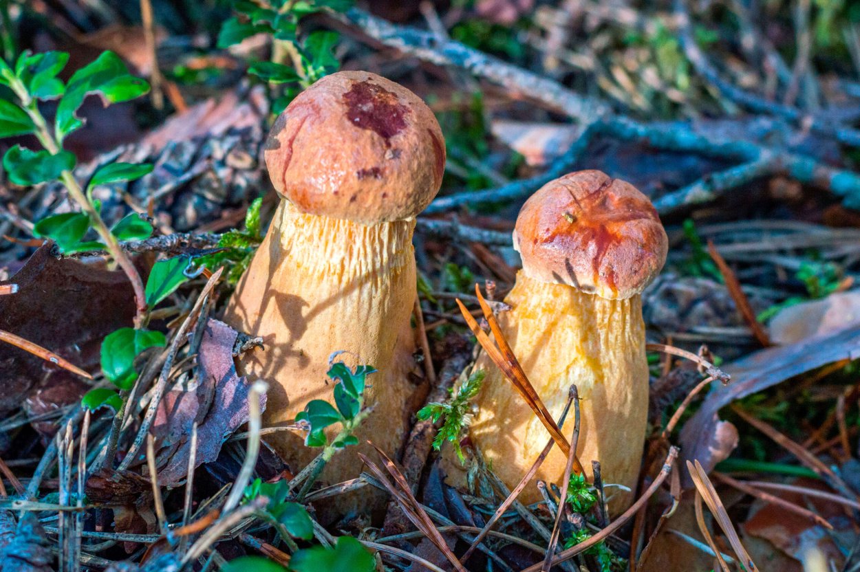 Канадский золотистый Боровик