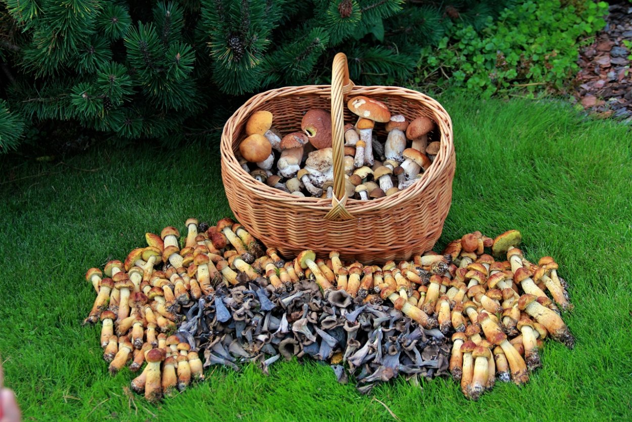 Подберёзовик серый (Грабовик)