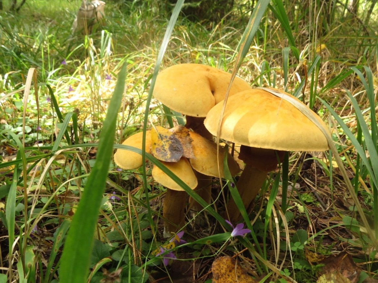 Дубовик крапчатый феолепиота золотистая