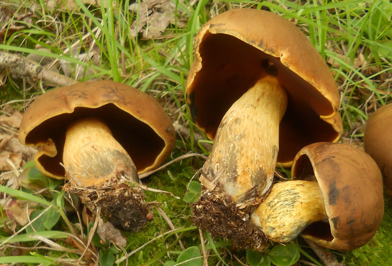 Боровик золотистый, Aureoboletus projectellus Куршская Коса - национальный парк