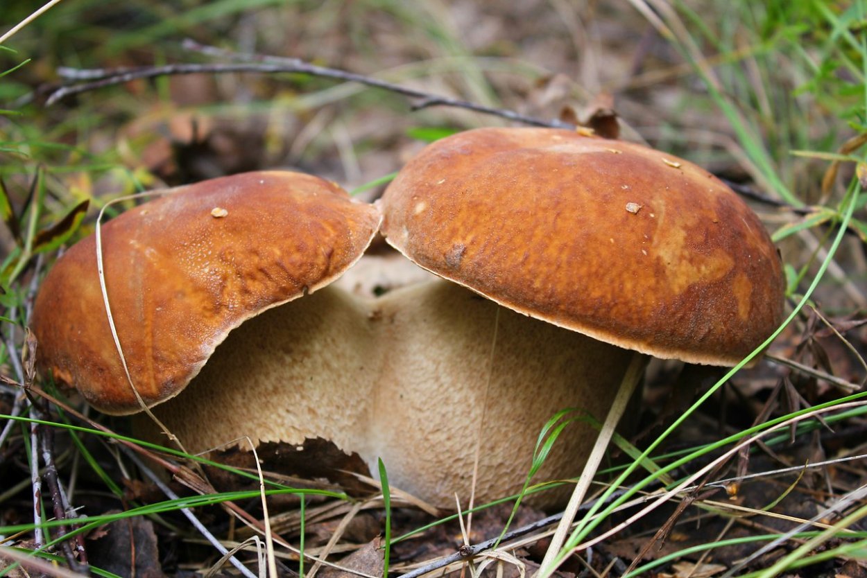 Канадский Боровик гриб