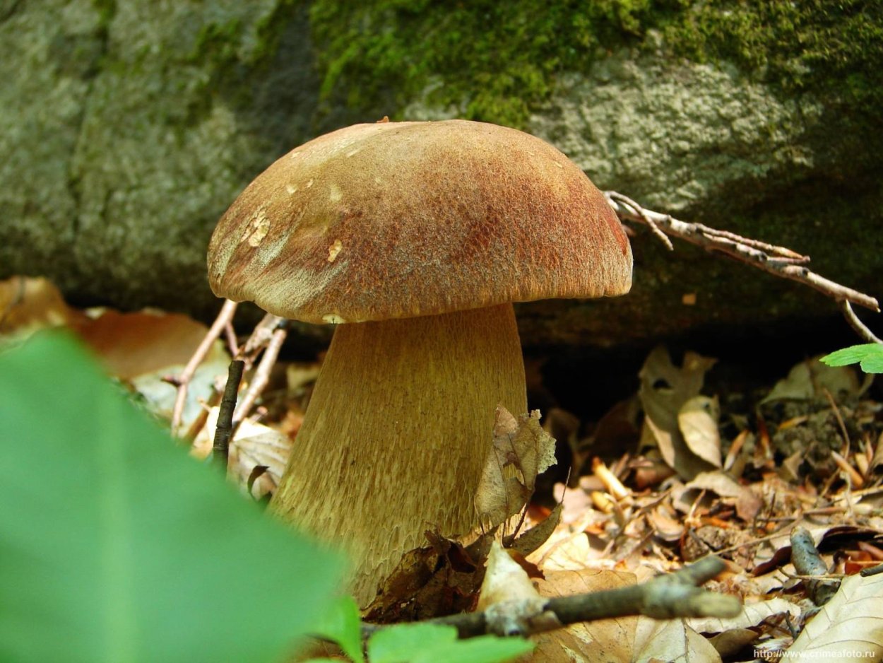 Канадский Боровик гриб