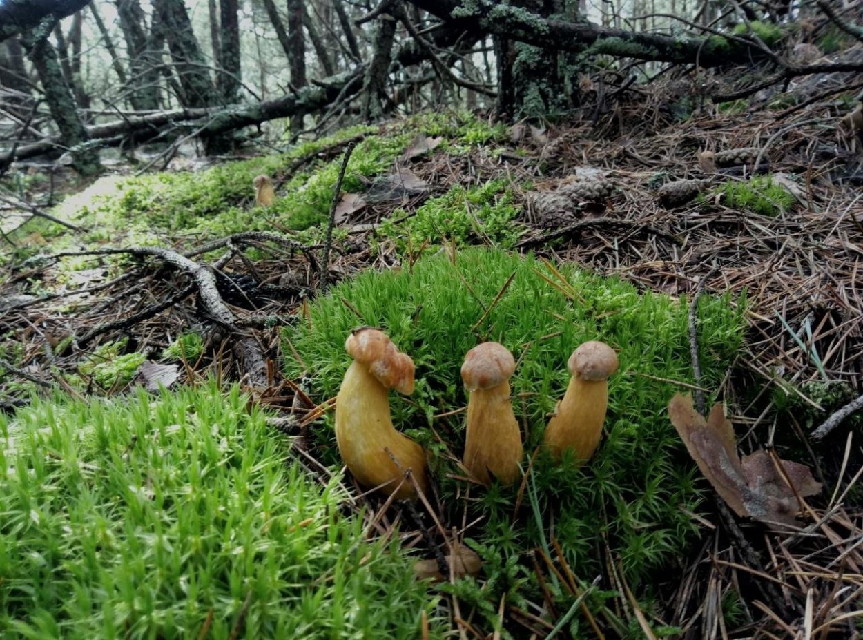 Канадский золотистый Боровик